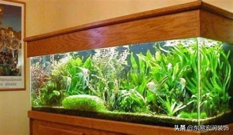 風水魚缸數量|養魚數量風水以及魚缸擺放技巧分別有哪些？趕緊照着。